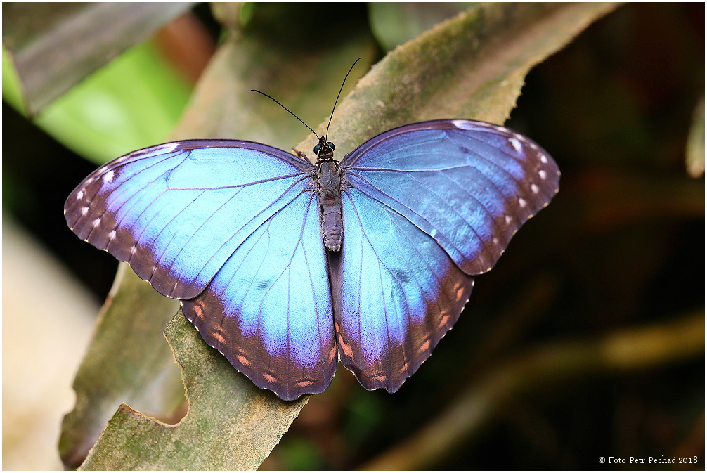 Fata Morgana - tropičtí motýli z celého světa