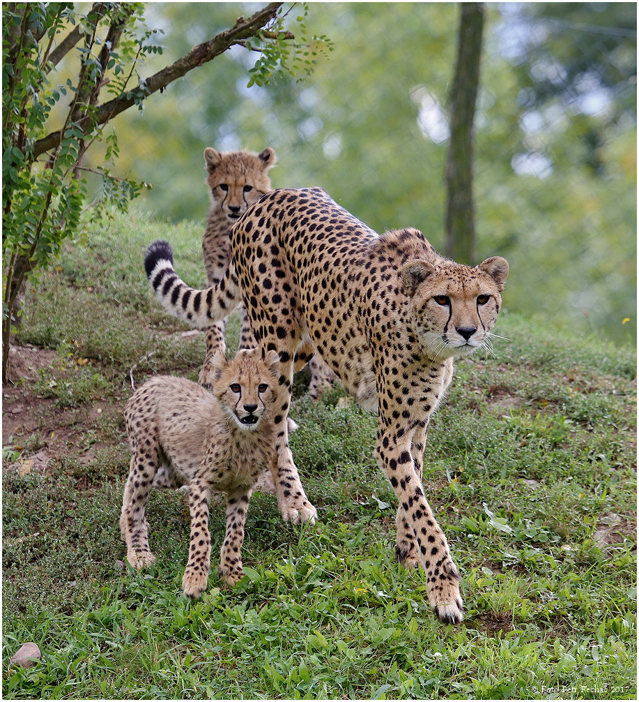 Gepard - Zoo Praha