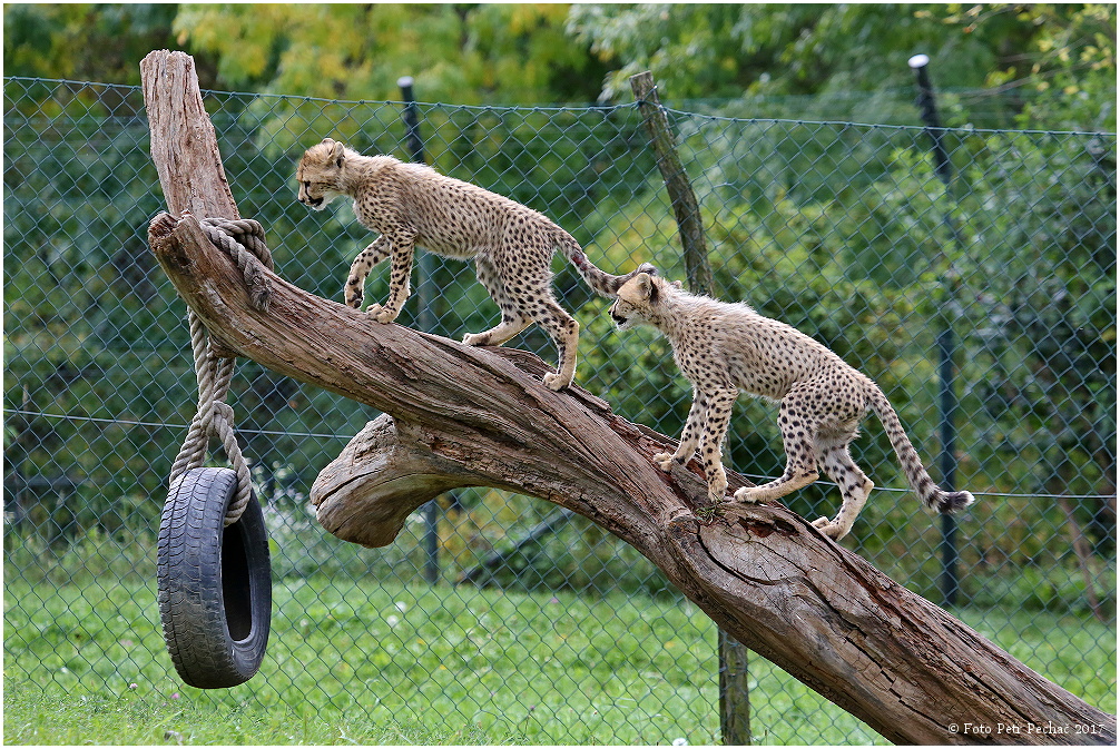 Gepard - Zoo Praha