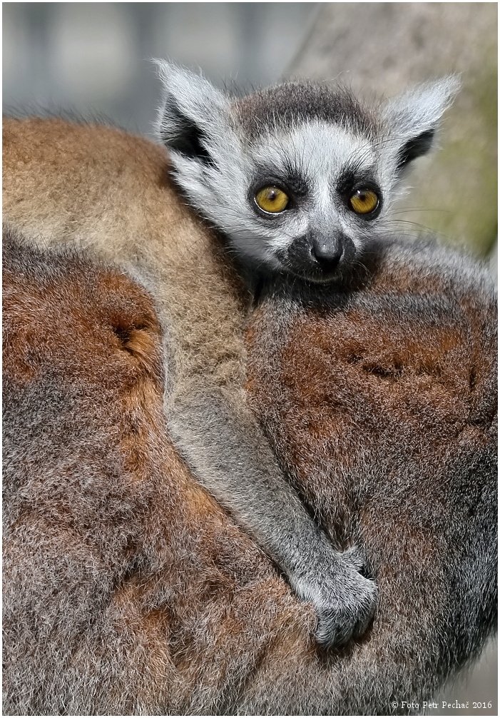 Lemur kata - Faunapark Horní Lipová