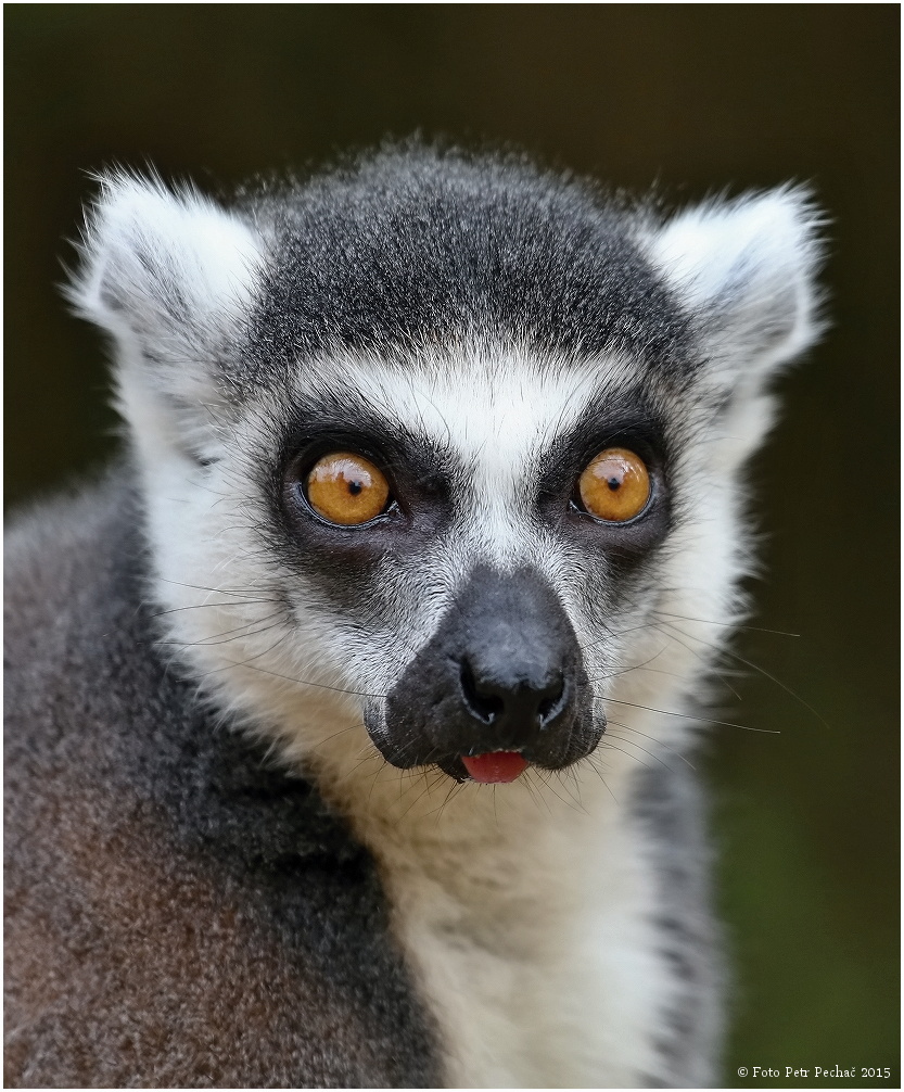 Lemur kata - Zoo Plzeň