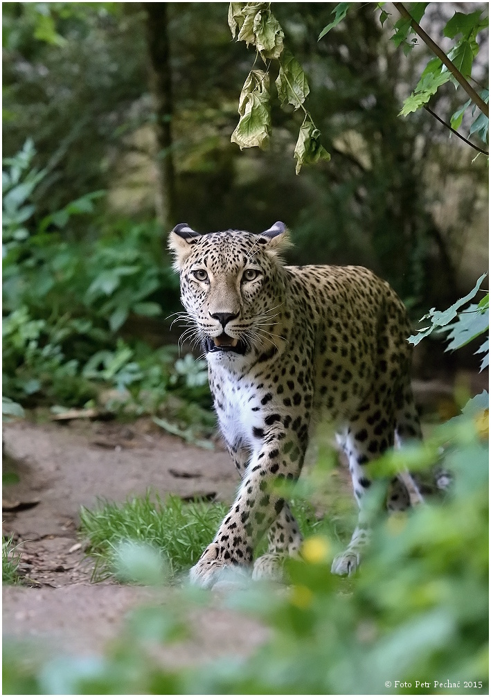 Levhart perský - Zoo Jihlava
