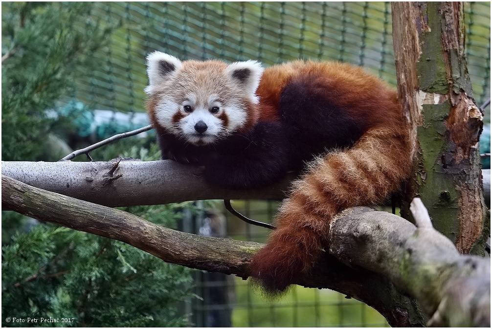 Panda červená - Zoo Liberec