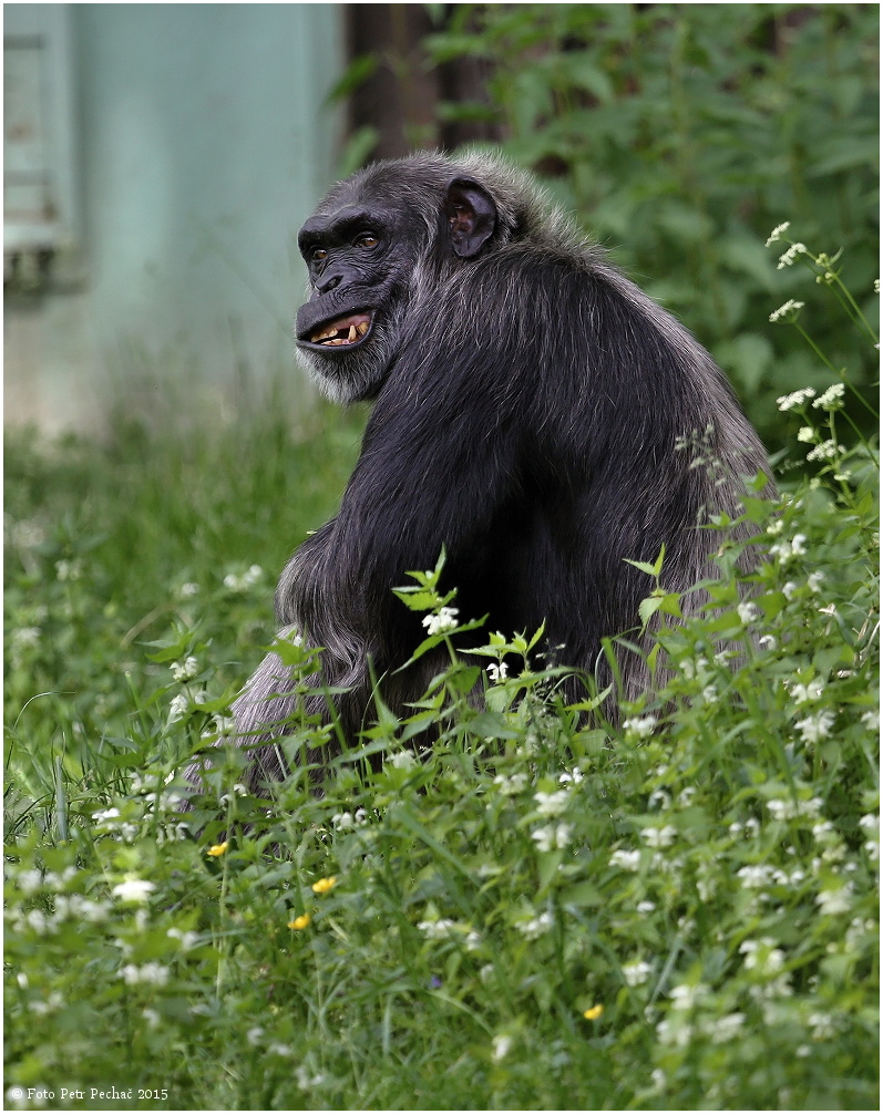 Šimpanz učenlivý - Zoo Plzeň