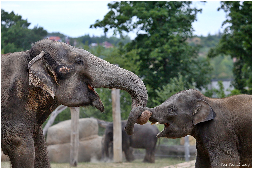 Slon indický - Zoo Praha