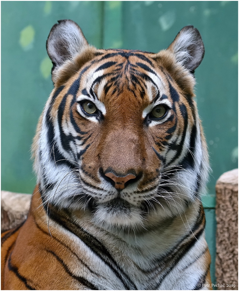 Tygr sumaterský - Zoo Praha