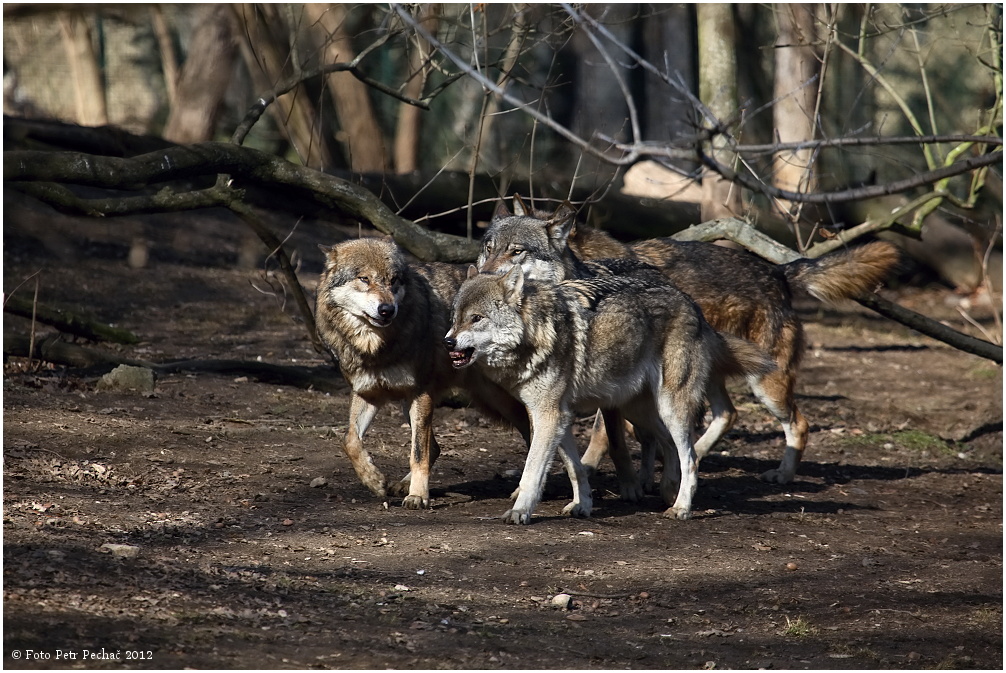 Vlk eurasijský - Zoo Praha