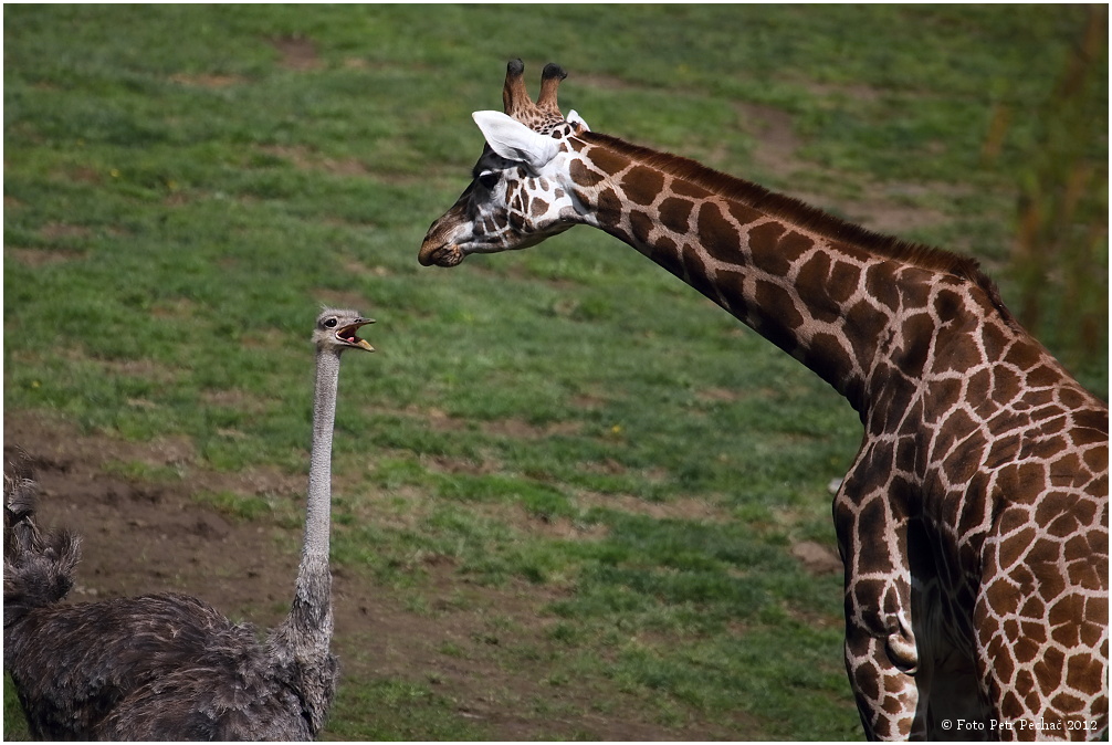 Žirafa Rothschildova, Pštros dvouprstý - Zoo Praha