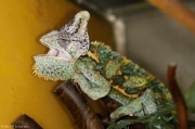 Chameleon jemenský - Zoo Jihlava | fotografie