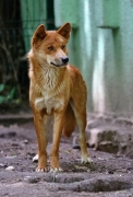 Dingo - Zoo Plzeň | fotografie