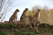 Gepard - Zoo Praha | fotografie