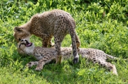 Gepard - Zoo Praha | fotografie