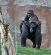 Gorila nížinná - Zoo Praha | fotografie