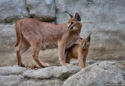 Karakal - Zoo Jihlava | fotografie