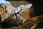 Kočka pouštní - Zoo Brno | fotografie