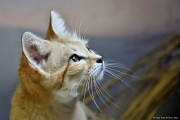 Kočka pouštní - Zoo Jihlava | fotografie