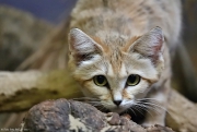 Kočka pouštní - Zoo Jihlava | fotografie