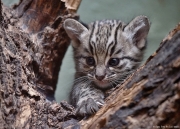 Kočka slaništní - Zoo Jihlava | fotografie