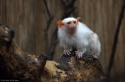 Kosman stříbřitý - Zoo Jihlava | fotografie