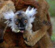 Lemur černý - Zoo Jihlava | fotografie
