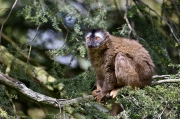 Lemur rudočelý - Zoo Jihlava | fotografie