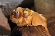 Lvíček zlatý - Zoo Jihlava | fotografie