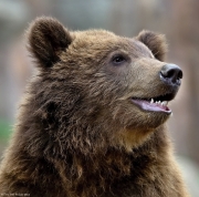 Medvěd kamčatský - Zoo Brno | fotografie