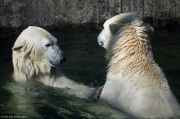 Medvěd lední - Zoo Praha | fotografie