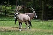 Oryx jihoafrický - Zoo Olomouc | fotografie