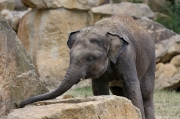 Slon indický - Zoo Praha | fotografie