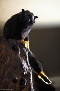 Tamarín žlutoruký  - Zoo Jihlava, City Park | fotografie