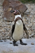Tučňák Humboldtův - Zoo Plzeň | fotografie