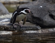 Tučňák Humboldtův - Zoo Praha | fotografie