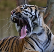 Tygr sumaterský - Zoo Jihlava | fotografie