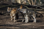 Vlk eurasijský - Zoo Praha | fotografie