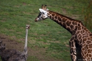 Žirafa Rothschildova, Pštros dvouprstý - Zoo Praha | fotografie